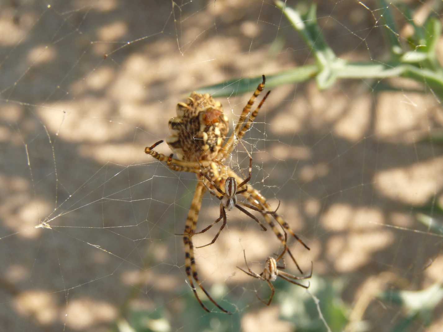 Argiope bruennichi